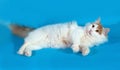 Fluffy white cat with red spots lying on blue Royalty Free Stock Photo