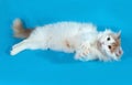 Fluffy white cat with red spots lying on blue Royalty Free Stock Photo