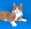 Fluffy white cat with red spots lying on blue Royalty Free Stock Photo