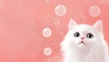 Fluffy white cat with bubbles on soft pink background Royalty Free Stock Photo