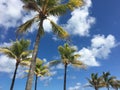 Tropical Palm Trees with Brilliant Blue Sky Royalty Free Stock Photo