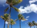 Tropical Palm Trees with Brilliant Blue Sky and White Clouds Royalty Free Stock Photo
