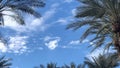 Fluffy white clouds drift calmly past palm tress