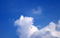 Fluffy White Clouds Floating on Blue Sky with a Silhouette of Flying Bird Royalty Free Stock Photo