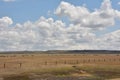 Fluffy White Clouds Over a Herd Grazing on the Plains