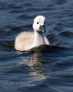 Fluffy White Cygnet