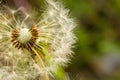 Fluffy white dandelion