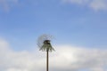 Fluffy white dandelion against the background of a blue sky with white clouds. Royalty Free Stock Photo