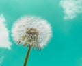 fluffy white dandelion against a mint blue sky Royalty Free Stock Photo