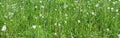 Fluffy white dandelion flowers in green grass at sunny day. spring background. panoramic view Royalty Free Stock Photo