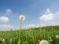 Fluffy white dandelion flowers on a green meadow and blue sky Royalty Free Stock Photo