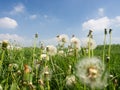 Fluffy white dandelion flowers on a green meadow and blue sky Royalty Free Stock Photo