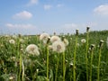 Fluffy white dandelion flowers on a green meadow and blue sky Royalty Free Stock Photo