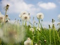 Fluffy white dandelion flowers on a green meadow and blue sky Royalty Free Stock Photo