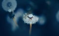 Fluffy white dandelion flowers grow in a meadow among dark grasses on a summer night. Nature. Wild flowers Royalty Free Stock Photo