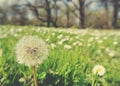 Fluffy white dandelion in green field in spring; retro style Royalty Free Stock Photo