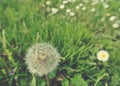 Fluffy white dandelion in green field in spring; retro style Royalty Free Stock Photo