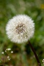 Fluffy white dandelion - on green grass background Royalty Free Stock Photo