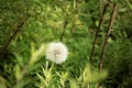 Fluffy white dandelion on lemon verbena hedge leaves background in sunlight green full screen background Royalty Free Stock Photo