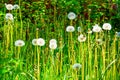 Fluffy white dandelion heads with seeds on green grass background, Royalty Free Stock Photo