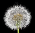 Fluffy white dandelion isolated on black background close up Royalty Free Stock Photo