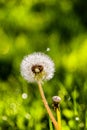 Fluffy white dandelion after rain on green light grass background Royalty Free Stock Photo