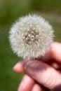 Fluffy white dandelion in a woman's hand - green grass background Royalty Free Stock Photo