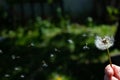 Fluffy white dandelion in a woman's hand - green grass background Royalty Free Stock Photo