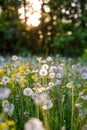 Dandelion in the field in the sunset light Royalty Free Stock Photo