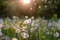 Dandelion in the field in the sunset light Royalty Free Stock Photo