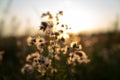 Fluffy white dandelions glow in the rays of sunligth at sunset in nature on a meadow Royalty Free Stock Photo