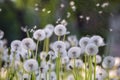 Fluffy white dandelions during a summer sunny rain. Raindrops and flying fluffs in the air.