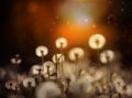 Fluffy white dandelions in a sunset field.