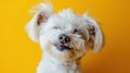 The fluffy white dog.AI generated image Royalty Free Stock Photo