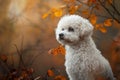 Fluffy White Dog Amidst Autumn Leaves