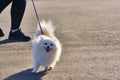 fluffy white dog on a leash. general plan. color nature Royalty Free Stock Photo