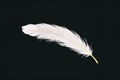 a fluffy, white down feather on black background Royalty Free Stock Photo