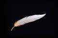 a fluffy, white down feather on black background Royalty Free Stock Photo