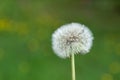 Whispers of Spring: Fluffy White Dandelion in Nature