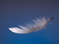 Fluffy white feather over blue. Light. Floating. Royalty Free Stock Photo