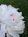 Fluffy white flower