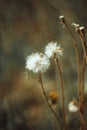 Fluffy white flower fall dandelion, autumn hawkbit on yellow green blurred background. Close up macro, side view. The white fluff Royalty Free Stock Photo