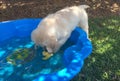 Fluffy white Golden Retriever puppy playing in the water of a blue wading pool under the shade of a tree on a hot day Royalty Free Stock Photo