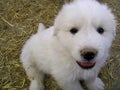 Fluffy white great pyrenees puppy Royalty Free Stock Photo