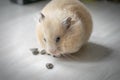 Hamster and sunflower seeds Royalty Free Stock Photo