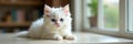 Fluffy white kitten blue eyes table window view  sweet soft focus Royalty Free Stock Photo