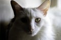 Fluffy White Cat in Sun and Shadow Close-up