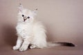 Fluffy white kitten Siberian cats