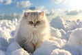 A fluffy white kitten sitting in the snow. Royalty Free Stock Photo