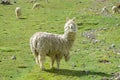 Fluffy white Lama on altiplano Royalty Free Stock Photo